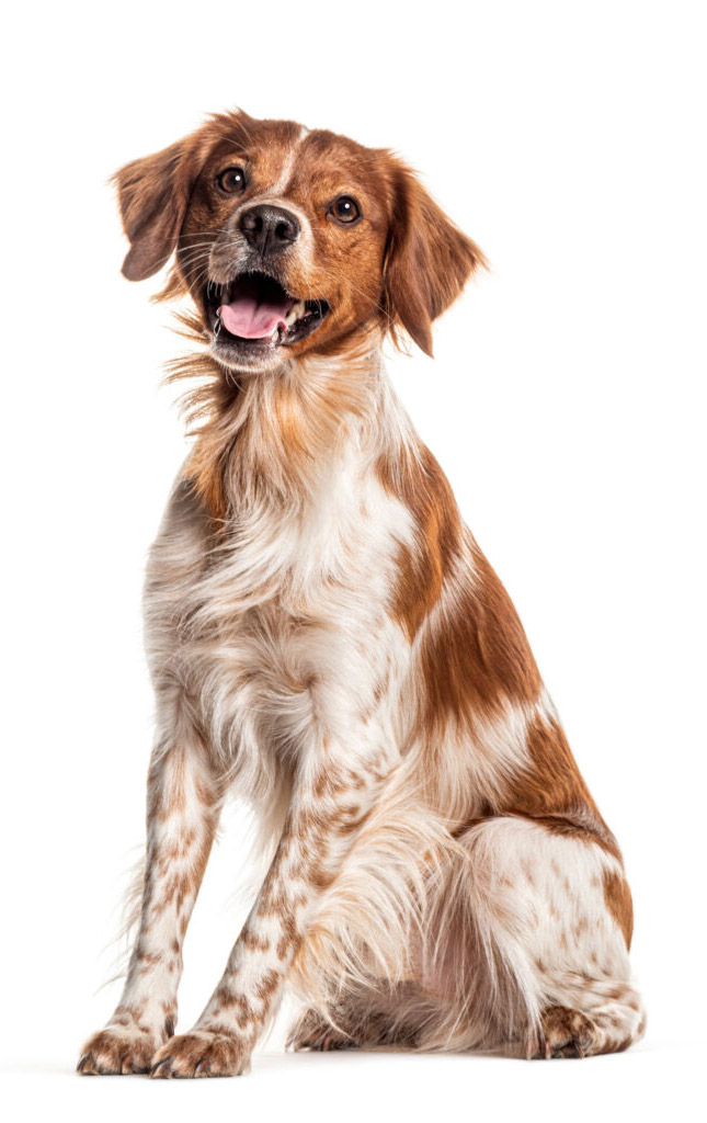 Happy brittany spaniel dog panting and sitting on a white background